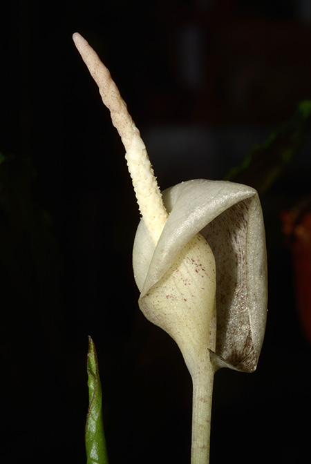 Zomicarpella amazonica