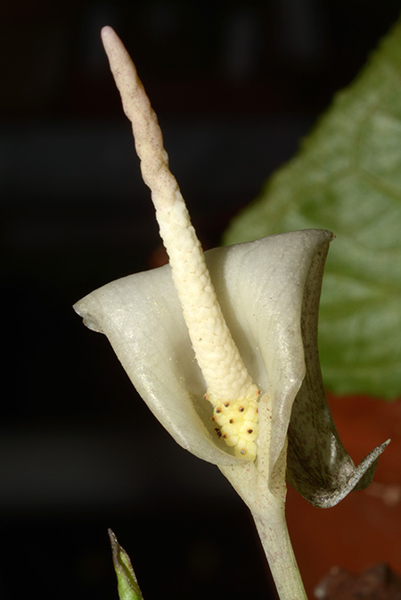 Zomicarpella amazonica